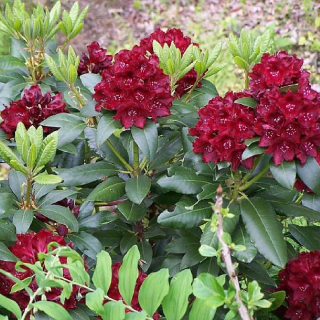 Rododendrony a červené azalky, sadenice v nádobe 1-2l, 20-40 cm